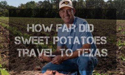 How Far Did Sweet Potatoes Travel to Texas