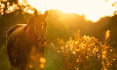 How long do horses live