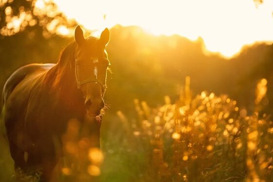 How long do horses live