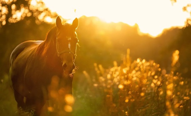 How long do horses live