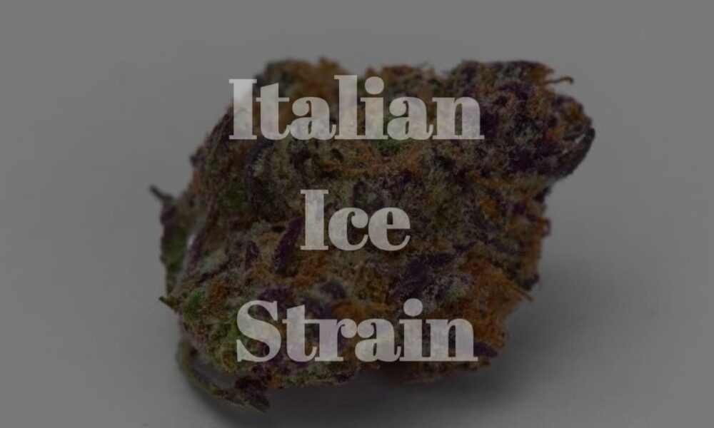 Italian Ice Strain
