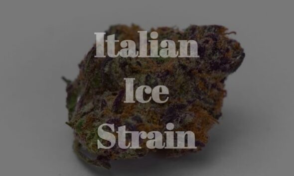 Italian Ice Strain