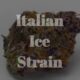 Italian Ice Strain