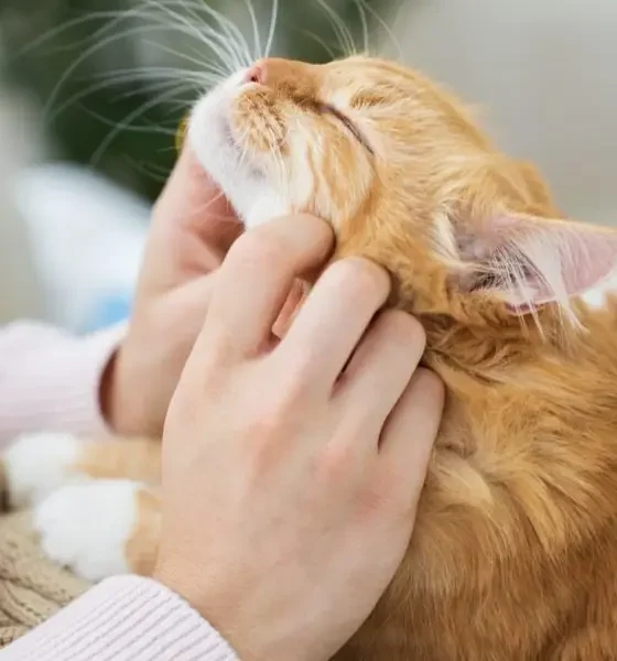 Do Cats Love Their Owners