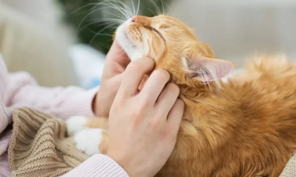 Do Cats Love Their Owners