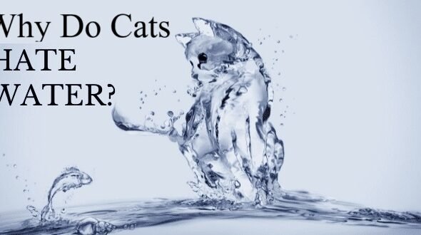 Why Do Cats Hate Water