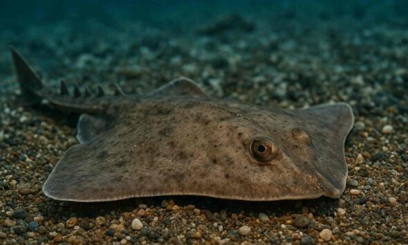 skate fish