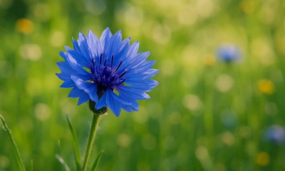 kornblume