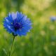 kornblume
