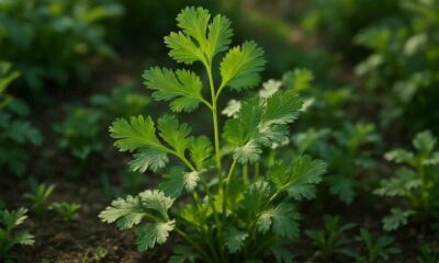 Kinza Herb