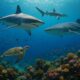 Sharks