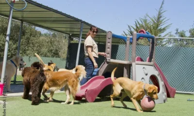 Dog’s
