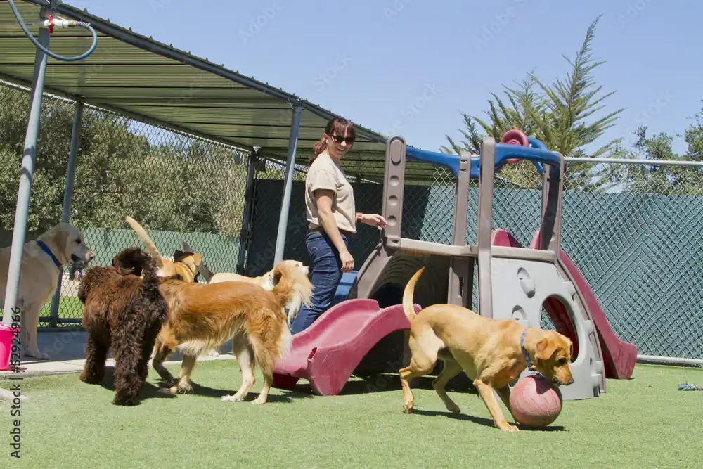 Dog’s