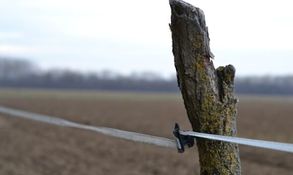 Wildlife organizations play a vital role in maintaining a healthy and balanced environment, and for this reason, it is essential to support them effectively. The groups are necessary for addressing the human impact that threatens many species and generating significant economic activity.