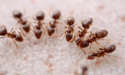 Ants