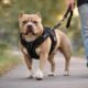 Things To Consider While Choosing A Pitbull Harness To Ensure Comfort